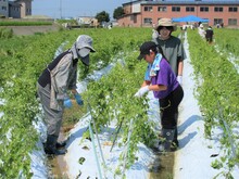 写真：つる巻きの様子3