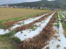 写真：収穫前のほ場