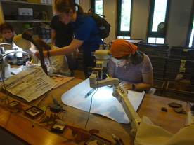 化石スクリーニング体験