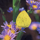 Eurema