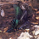 Papilio