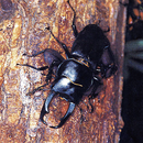 Dorcus