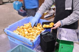 写真：木滑なめこのパック詰めをする様子